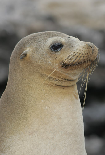 Galapagos Sealion