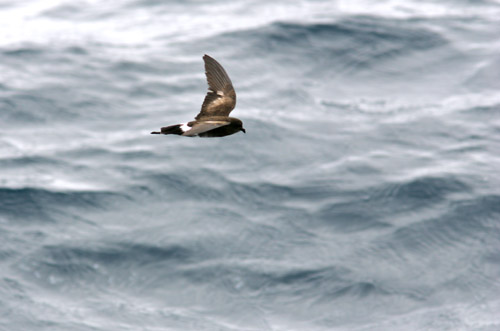 White-vented Storm Petrel