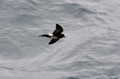 White-vented Storm Petrel