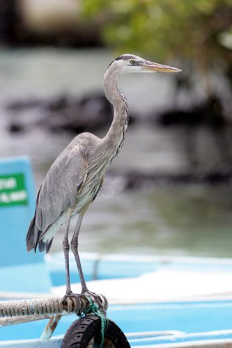 Great Blue Heron