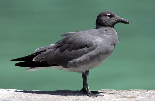 Lava Gull (Puerto Ayora, Santa Cruz(