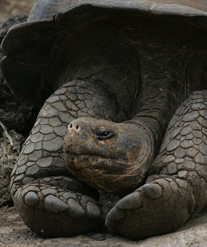 Giant Tortoise (male) - captive