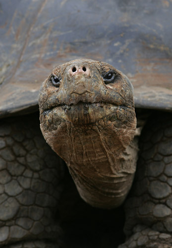 Giant Tortoise (male) - captive