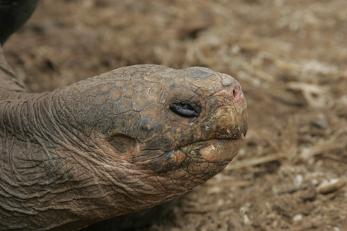Giant Tortoise (male) - captive