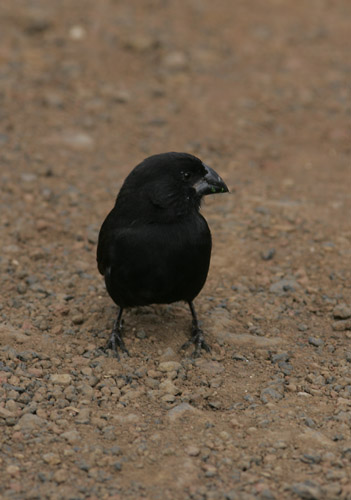 Darwin finch sp.
