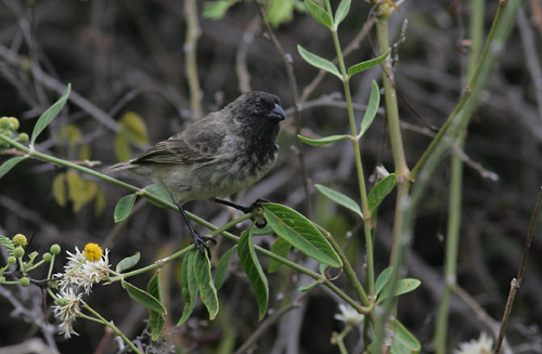 Darwin finch sp.