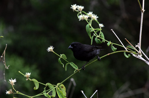 Darwin finch sp.