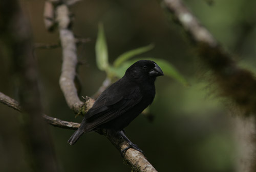 Darwin finch sp.