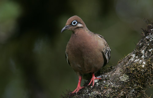 Galapagos Dove (Santa Cruz)