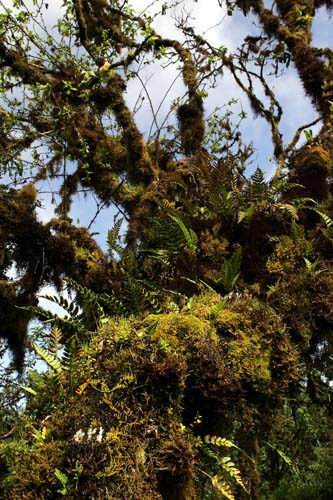 Ferns on tree trunk, near 'Los Gemelos' (the twin craters) in the Santa Cruz highlands