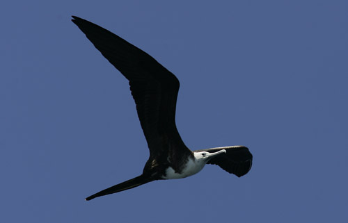 Frigate Bird sp.