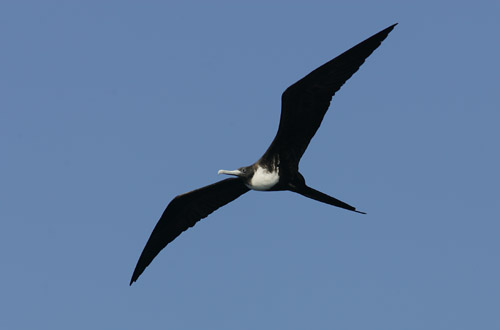 Frigate Bird sp.