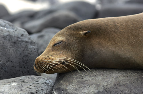 Galapagos Sealion