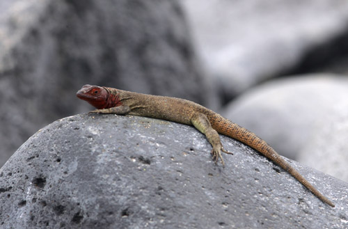 lizard sp (Espanola)
