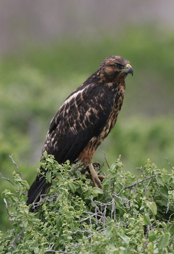 Galapagos Hawk (Espanola or Hood)