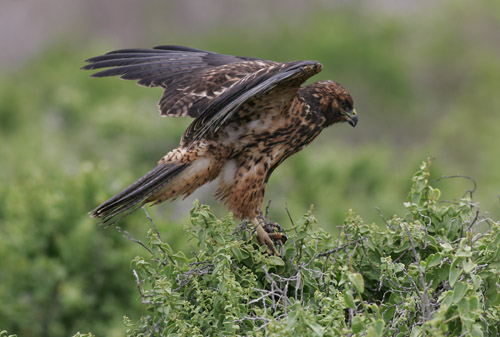 Galapagos Hawk (Espanola or Hood)