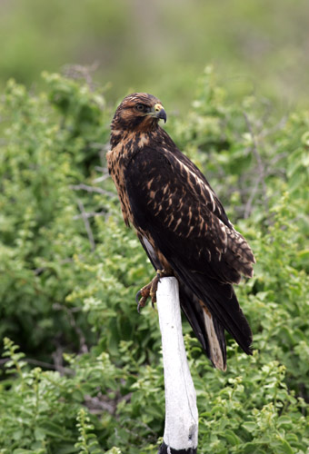 Galapagos Hawk (Espanola or Hood)