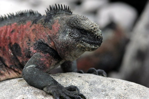 Marine Iguana (Espanola or Hood)