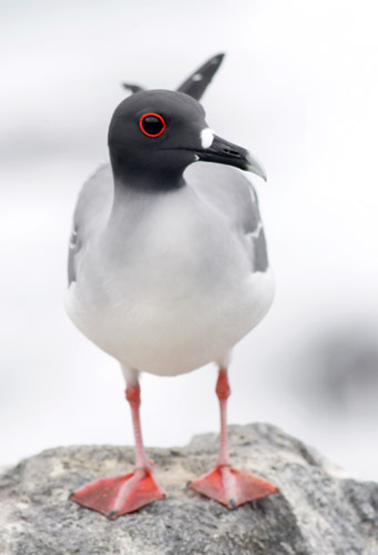 Swallow-tailed Gull (Espanola or Hood)