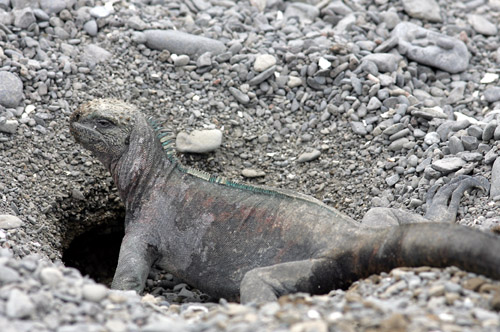 Marine Iguana excavating burrow (Espanola or Hood)