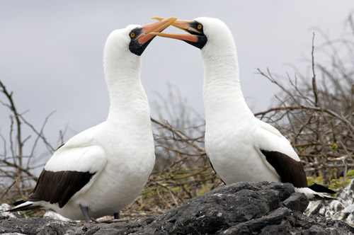 Nazca Booby