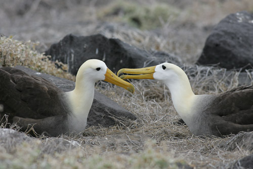 Waved Albatross (Espanola or Hood)