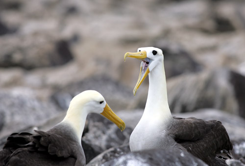 Waved Albatross (Espanola or Hood)