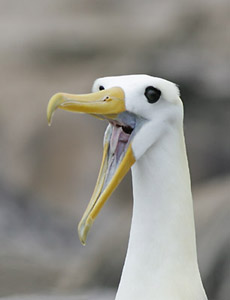 Waved Albatross