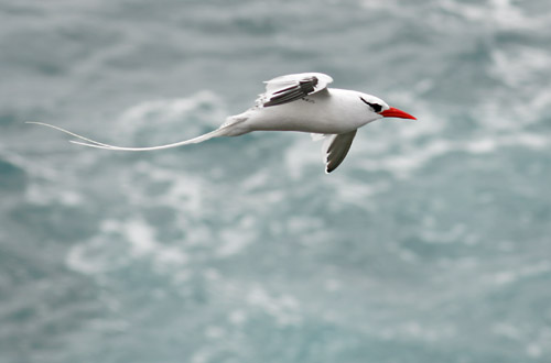 Red-billed Tropicbird
