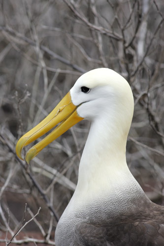 Waved Albatross (Espanola or Hood)