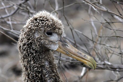 Waved Albatross (Espanola or Hood)
