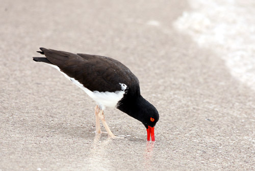 American Oystercatcher (Espanola or Hood)