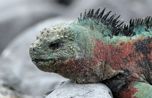 Marine Iguana (Espanola or Hood)