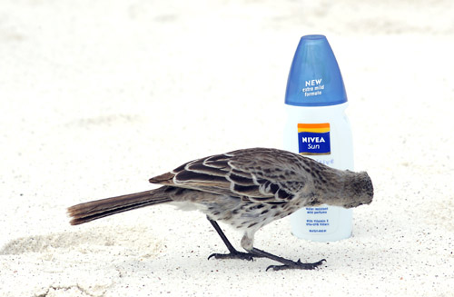 Hood Mockingbird (Espanola or Hood)