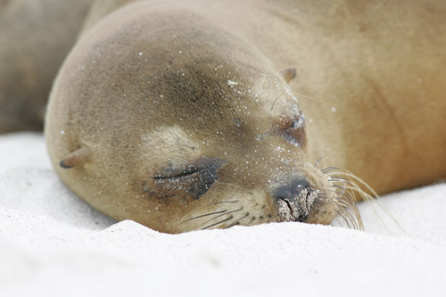 Galapagos Sealion