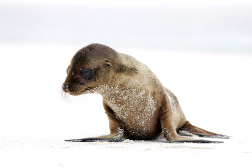 Galapagos Sealion