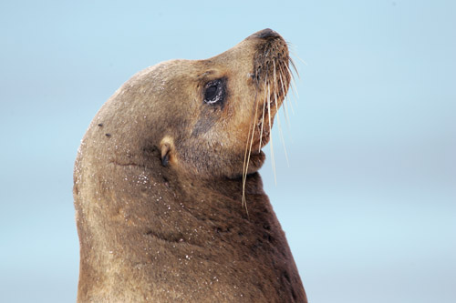 Galapagos Sealion