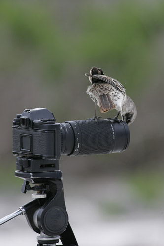Hood Mockingbird (Espanola or Hood)