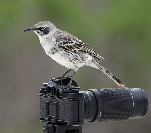 Hood Mockingbird (Espanola or Hood)