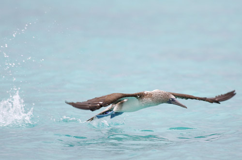 Blue-footed Booby