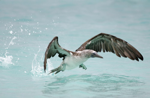 Blue-footed Booby