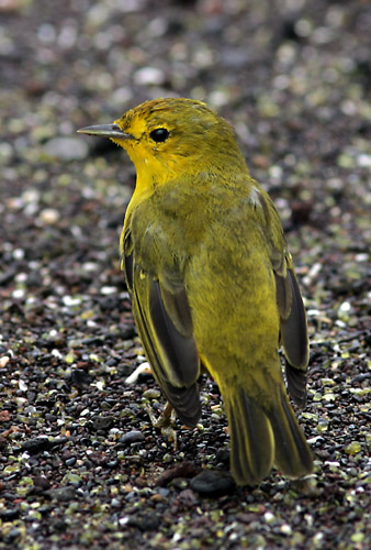 Yellow Warbler