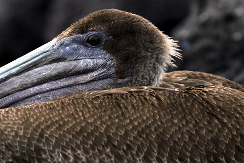 Brown Pelican