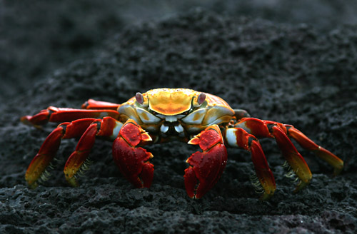 Sally Lightfoot Crab