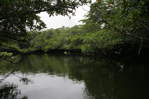 Black Turtle Cove, Santa Cruz