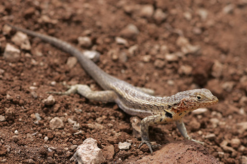 lizard sp (Baltra)