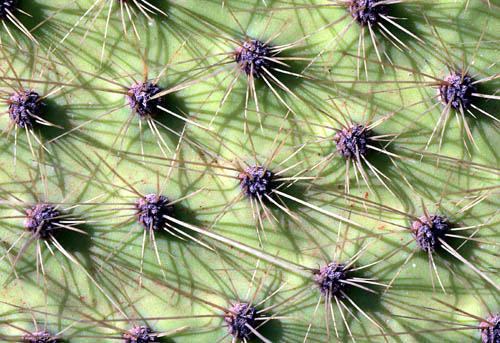 Close-up of cactus, Baltra