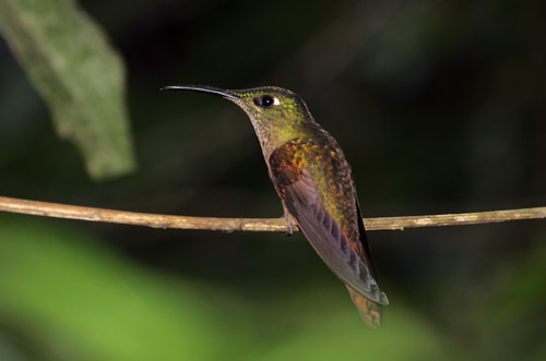 Fawn-breasted Brilliant - female, Tandayapa