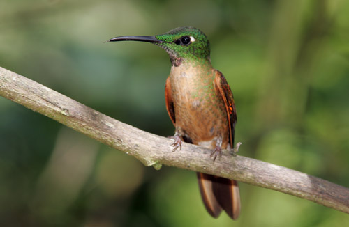 Fawn-breasted Brilliant - male, Tandayapa