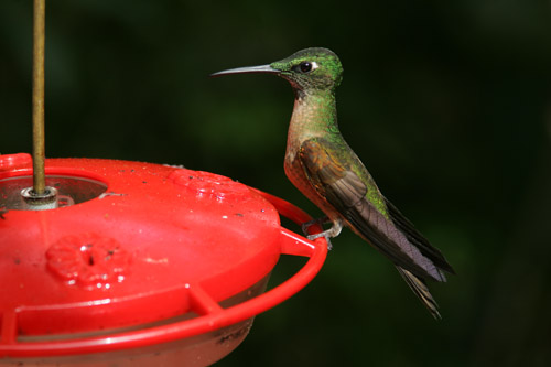 Fawn-breasted Brilliant - male, Tandayapa